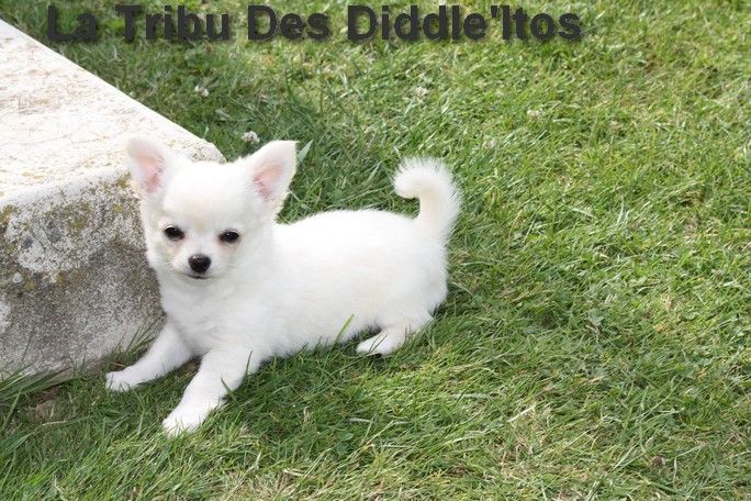 De La Tribu Des Diddle'itos - Chihuahua - Portée née le 08/05/2023