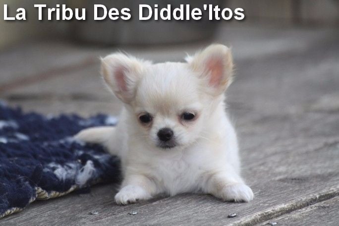 Chiot Chihuahua De La Tribu Des Diddle'itos