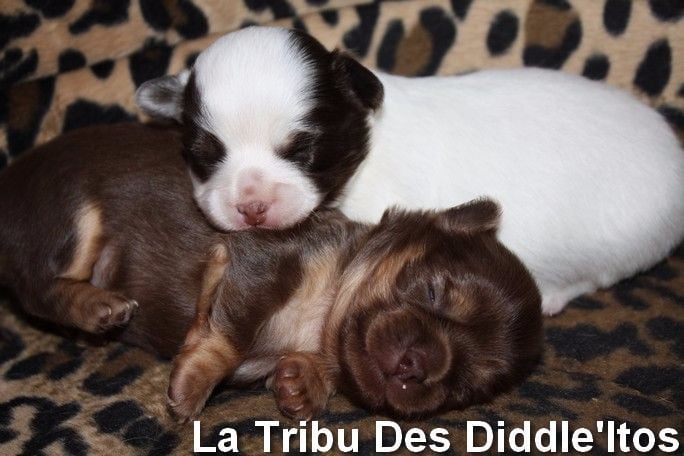 Chiot Chihuahua De La Tribu Des Diddle'itos