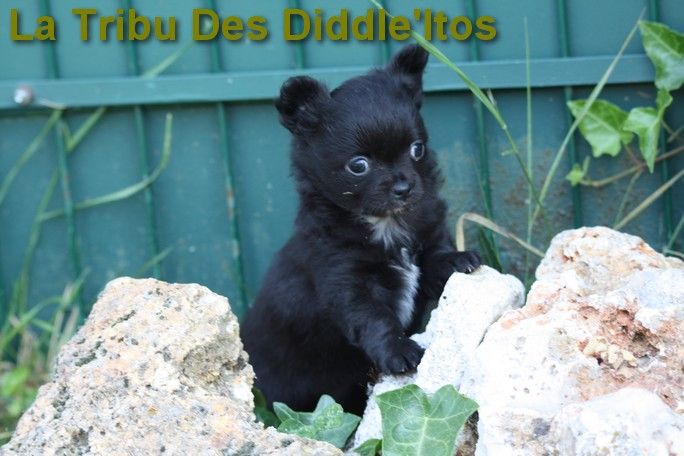 De La Tribu Des Diddle'itos - Chihuahua - Portée née le 23/04/2023