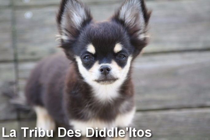 Chiot Chihuahua De La Tribu Des Diddle'itos