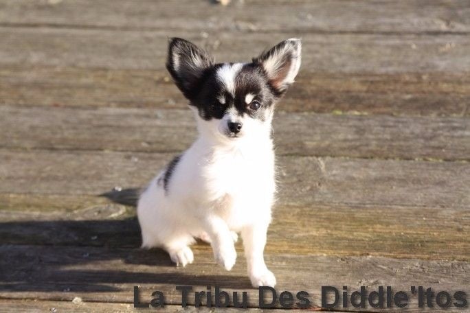 De La Tribu Des Diddle'itos - Chihuahua - Portée née le 18/06/2015