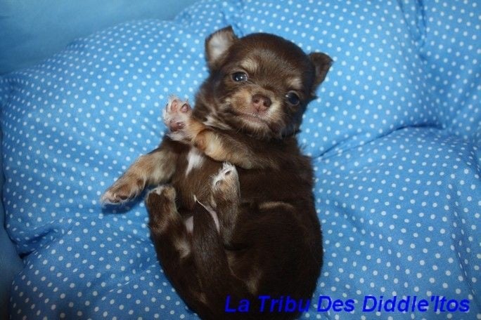 Chiot Chihuahua De La Tribu Des Diddle'itos