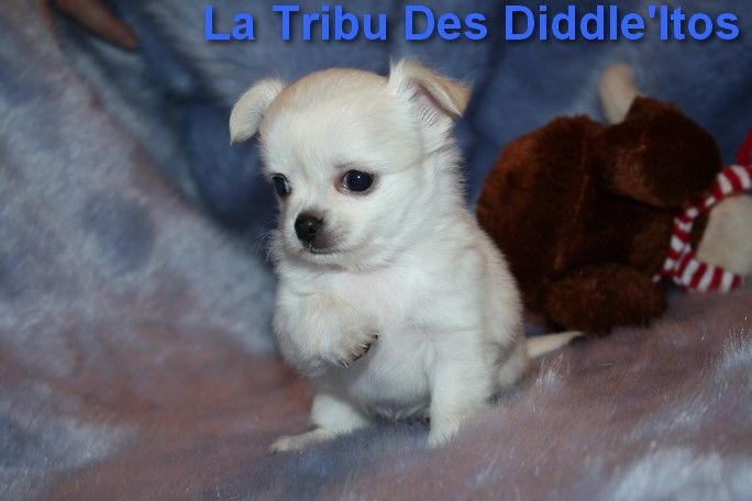 De La Tribu Des Diddle'itos - Chihuahua - Portée née le 26/10/2020