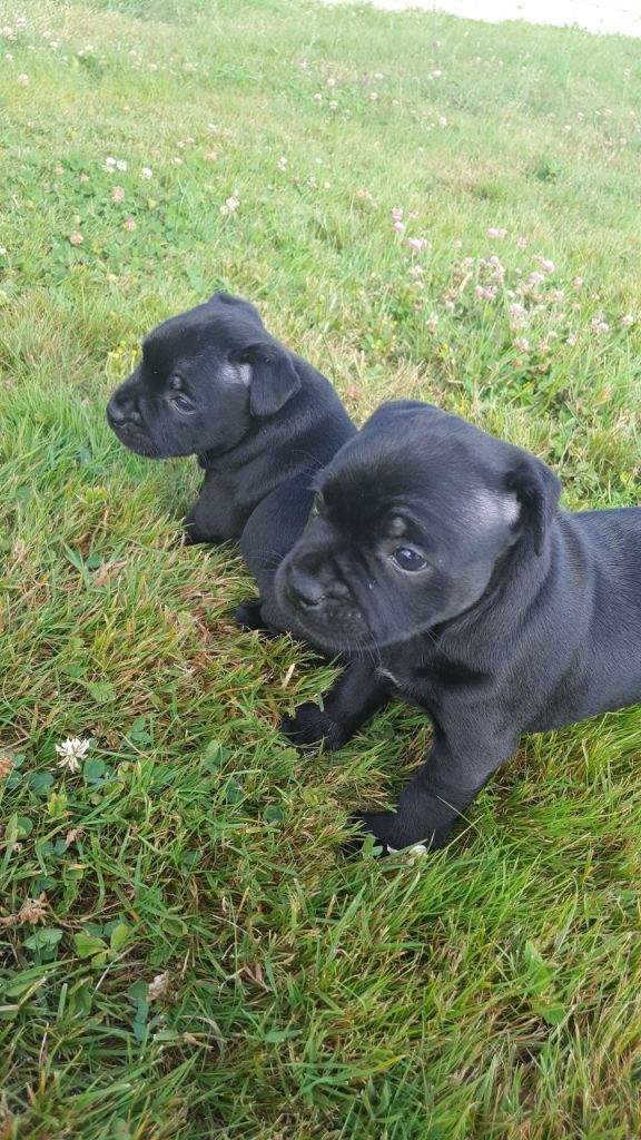 Les chiots de June sont nés!!