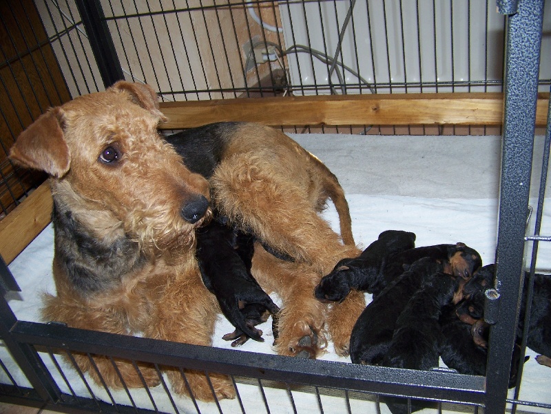 Des Loges De Perruet - Airedale Terrier - Portée née le 15/05/2012