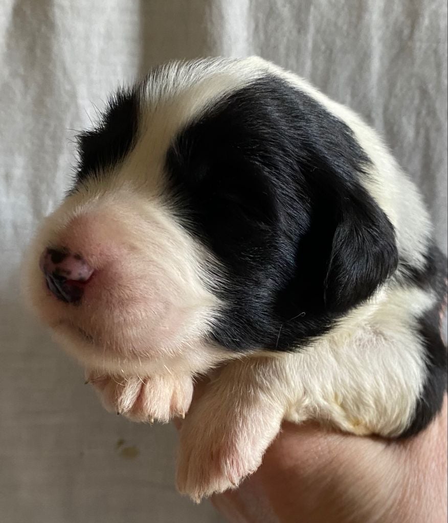 Of Pure Magic Wood - Chiots disponibles - Bearded Collie