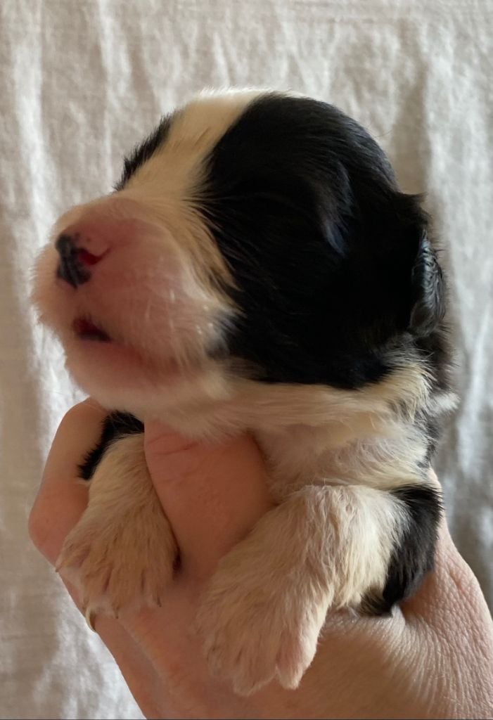 Of Pure Magic Wood - Chiots disponibles - Bearded Collie