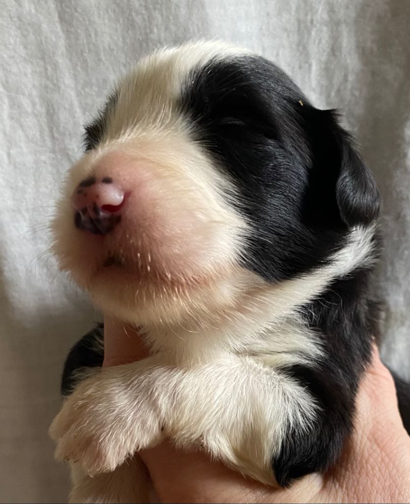 Of Pure Magic Wood - Chiots disponibles - Bearded Collie