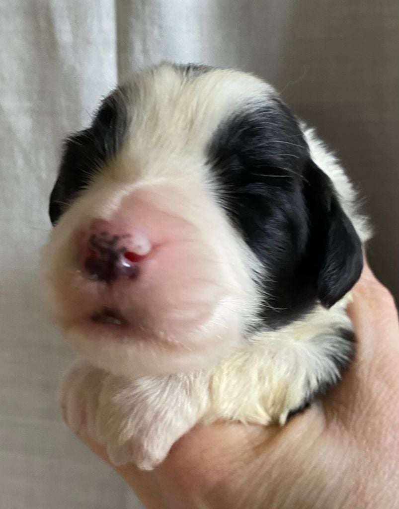 Of Pure Magic Wood - Chiots disponibles - Bearded Collie