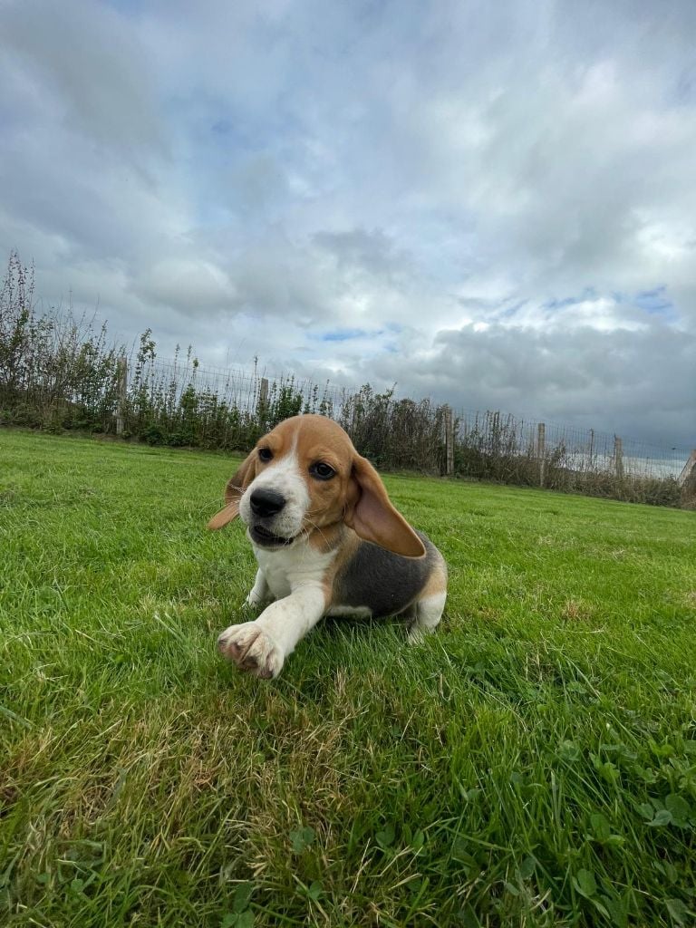 du royaume de nati - Chiots disponibles - Beagle