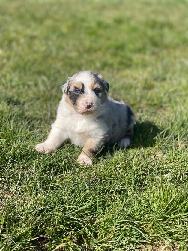 du royaume de nati - Chiots disponibles - Berger Australien