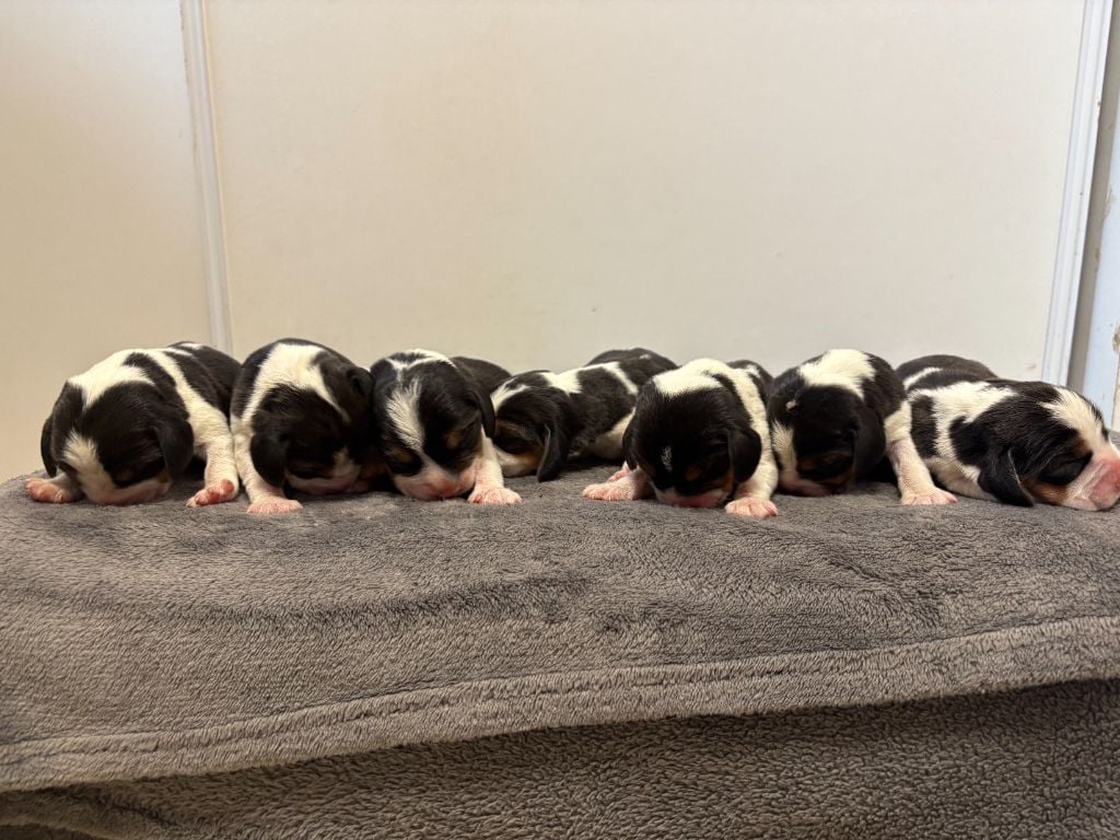 Chiot Beagle du royaume de nati