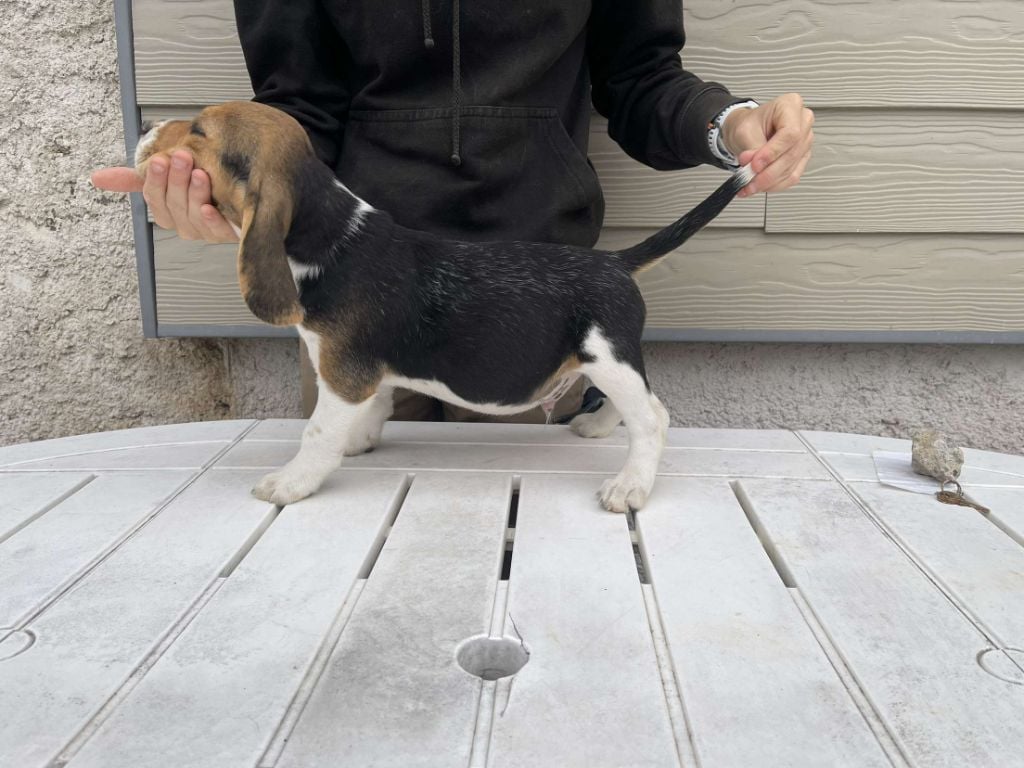 du royaume de nati - Chiots disponibles - Beagle