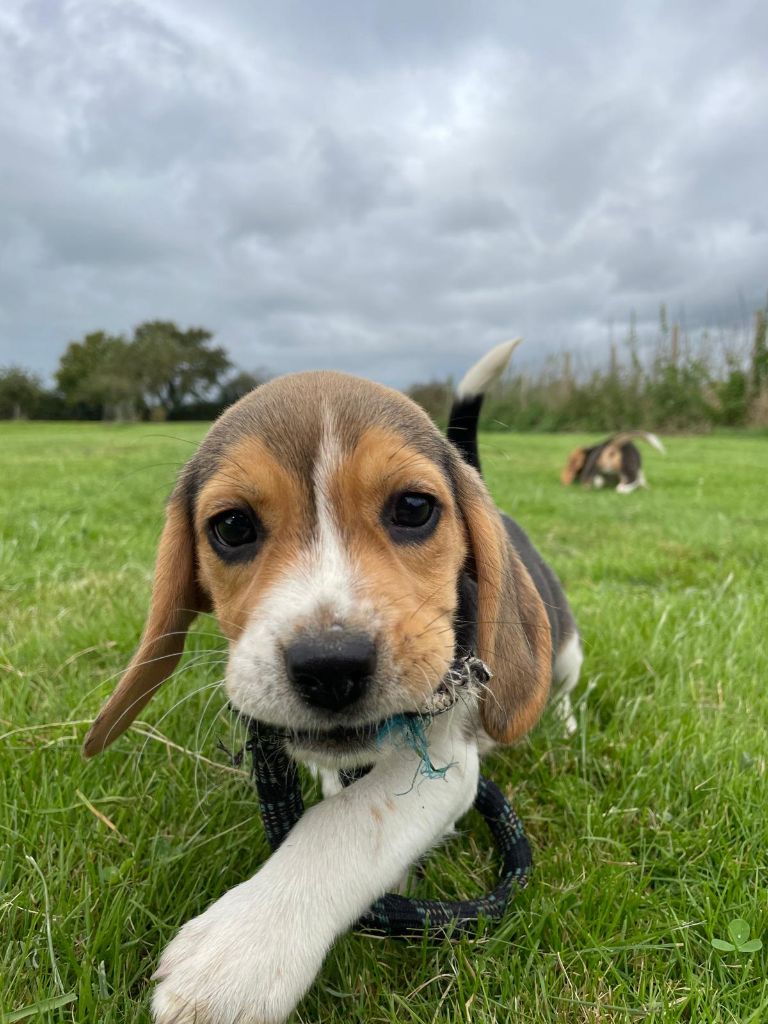 du royaume de nati - Chiots disponibles - Beagle