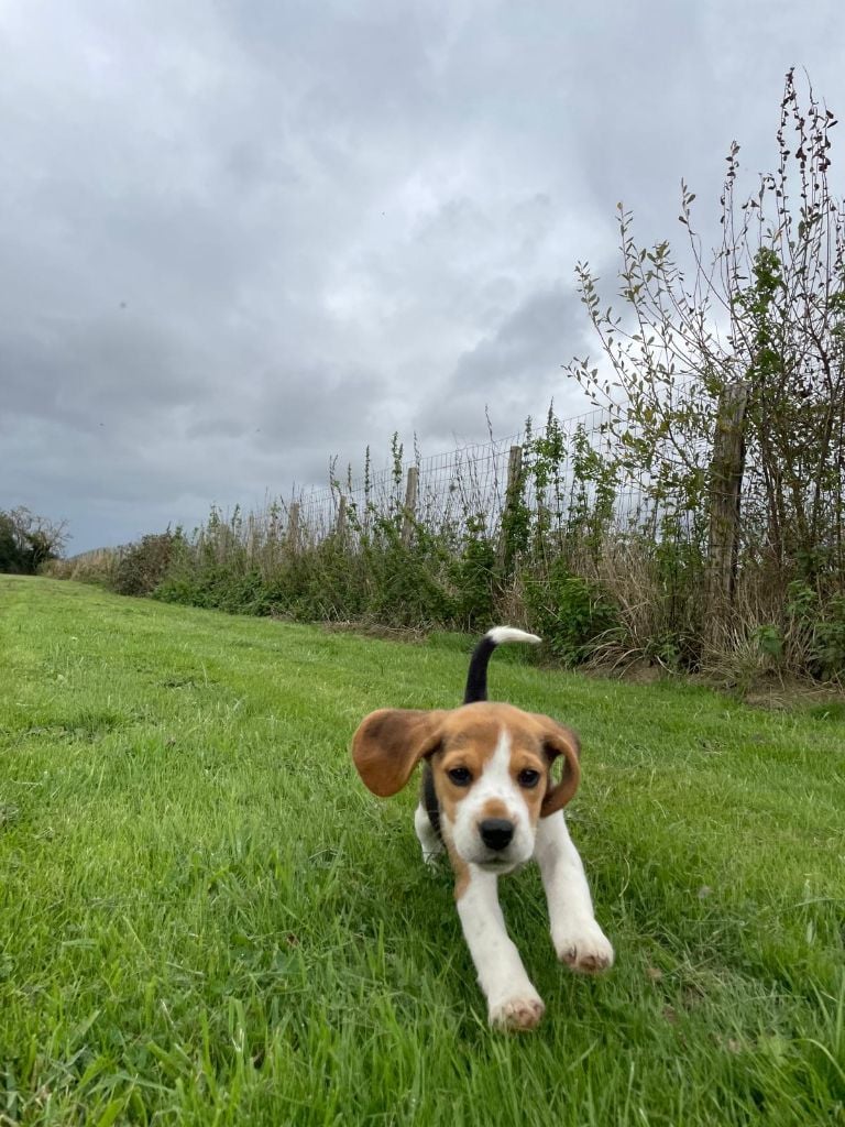 du royaume de nati - Chiots disponibles - Beagle