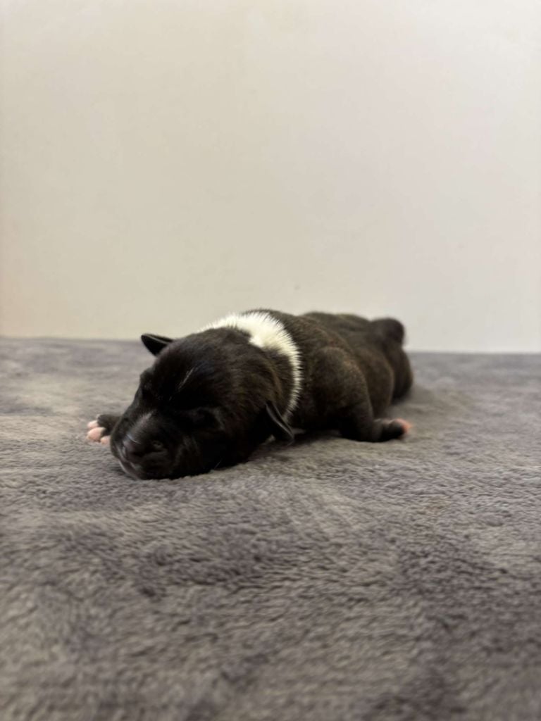 du royaume de nati - Chiots disponibles - Staffordshire Bull Terrier