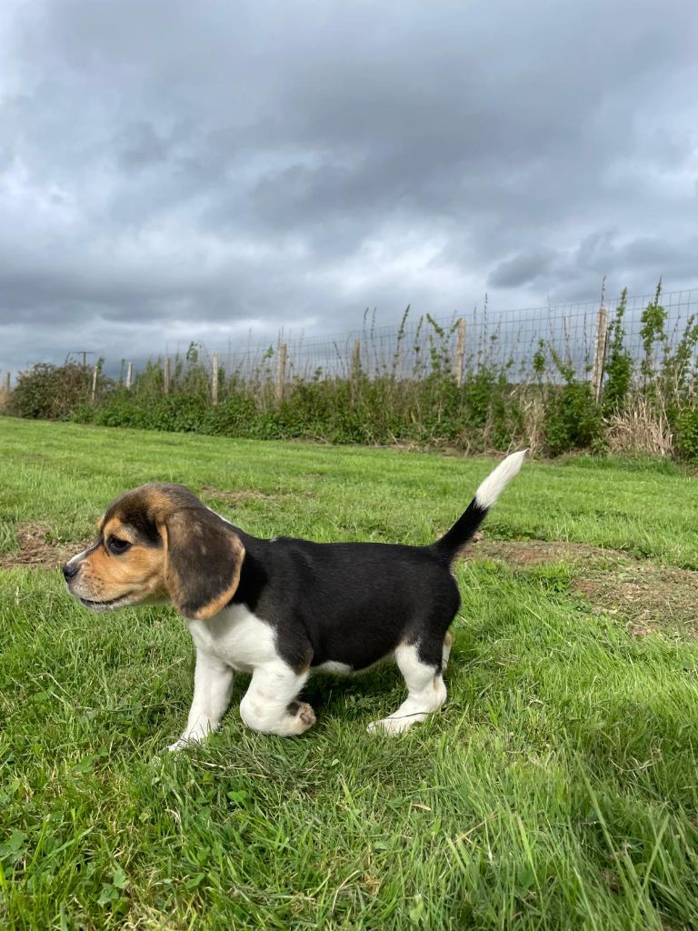 du royaume de nati - Chiots disponibles - Beagle