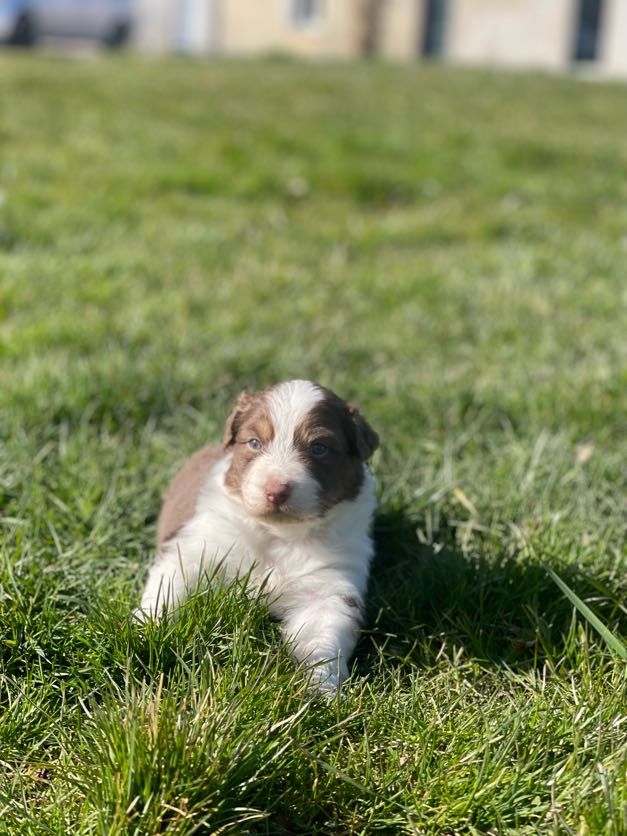 du royaume de nati - Chiots disponibles - Berger Australien