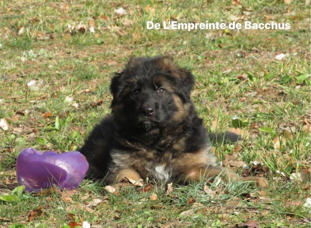 De L'empreinte De Bacchus - Chiots de notre Néron 