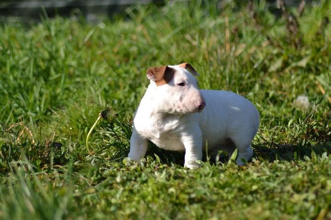 De La Féerie D' Bull - plusieurs chiots ou jeune adulte de disponible