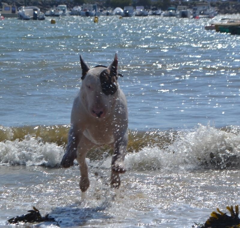 Chiot Bull Terrier De La Féerie D' Bull