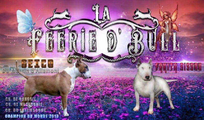 Chiot Bull Terrier De La Féerie D' Bull