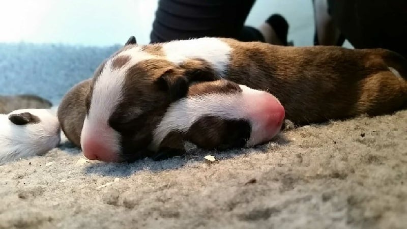 Chiot Bull Terrier De La Féerie D' Bull