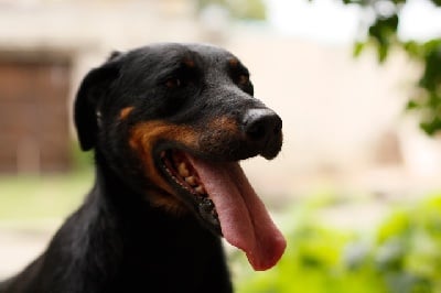 Réservation chiots Beauceron