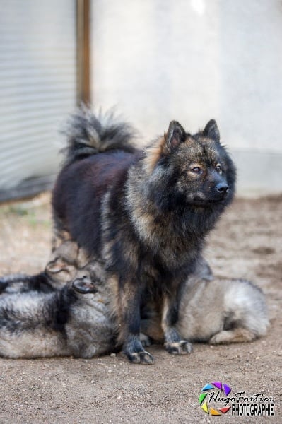 Des Délices De Beltaine - Eurasier - Portée née le 26/09/2014