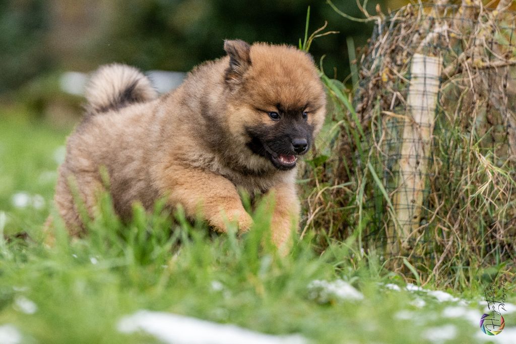 Des Délices De Beltaine - Eurasier - Portée née le 01/10/2024