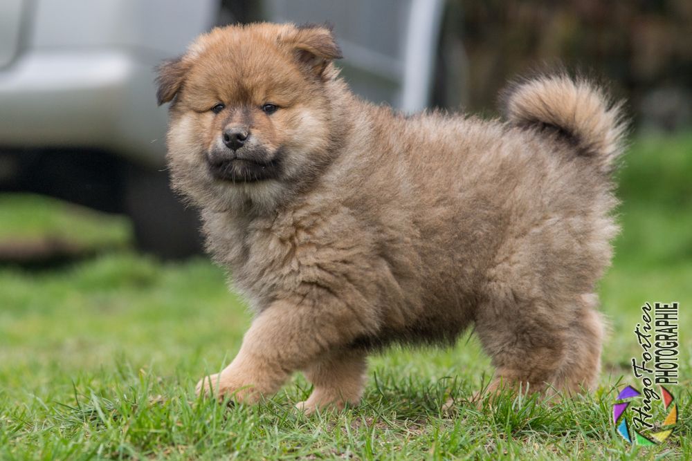 Des Délices De Beltaine - Eurasier - Portée née le 05/01/2017