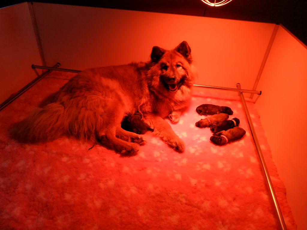 Chiot Eurasier Des Délices De Beltaine