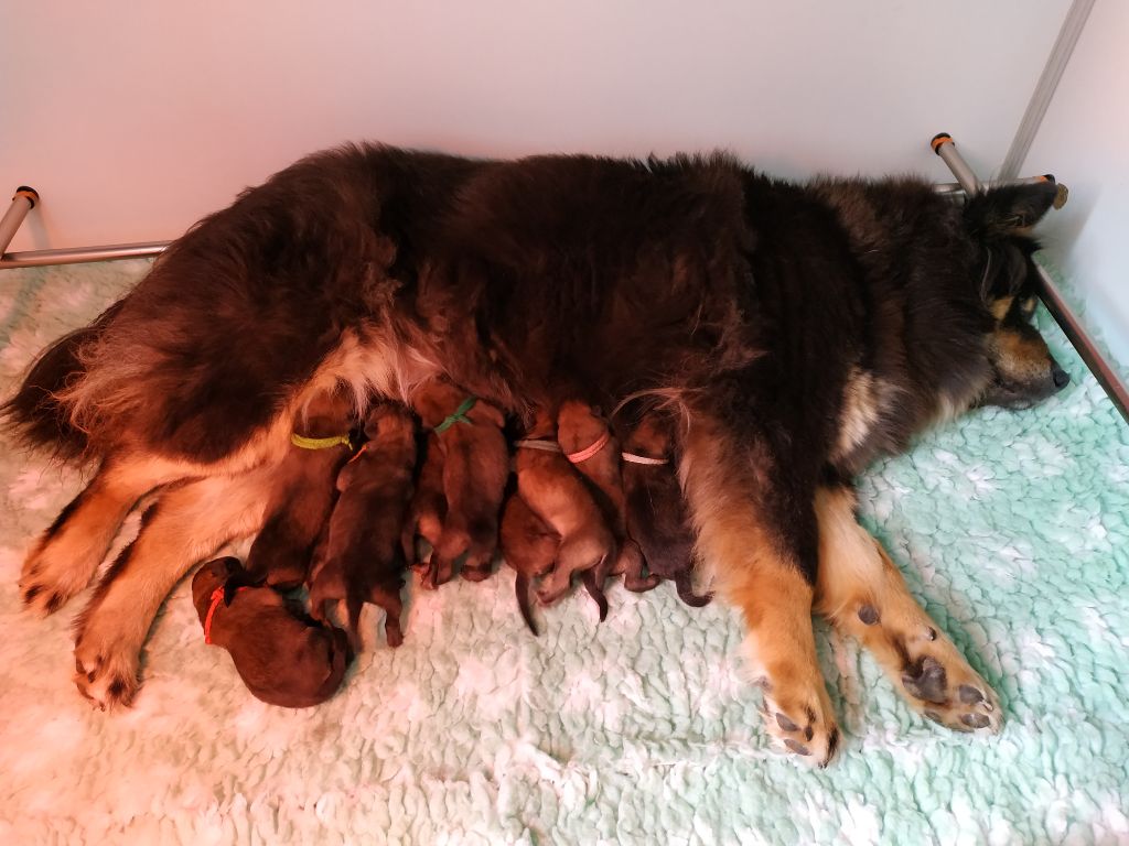 Des Délices De Beltaine - Eurasier - Portée née le 30/06/2020