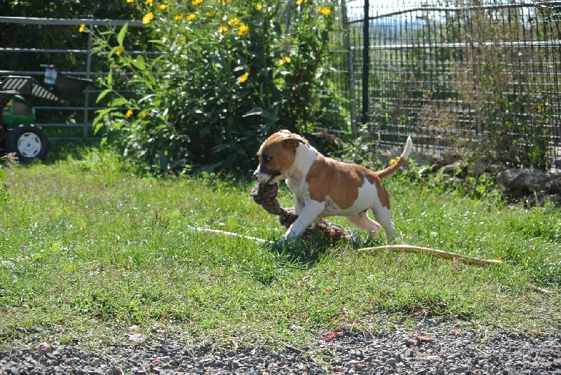 De Lilas Park - Staffordshire Bull Terrier - Portée née le 12/08/2015