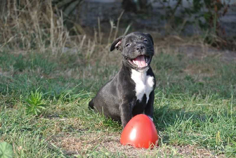 Chiot Staffordshire Bull Terrier De Lilas Park