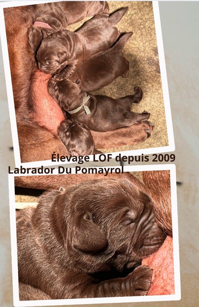 Du Pomayrol - Chiots disponibles - Labrador Retriever