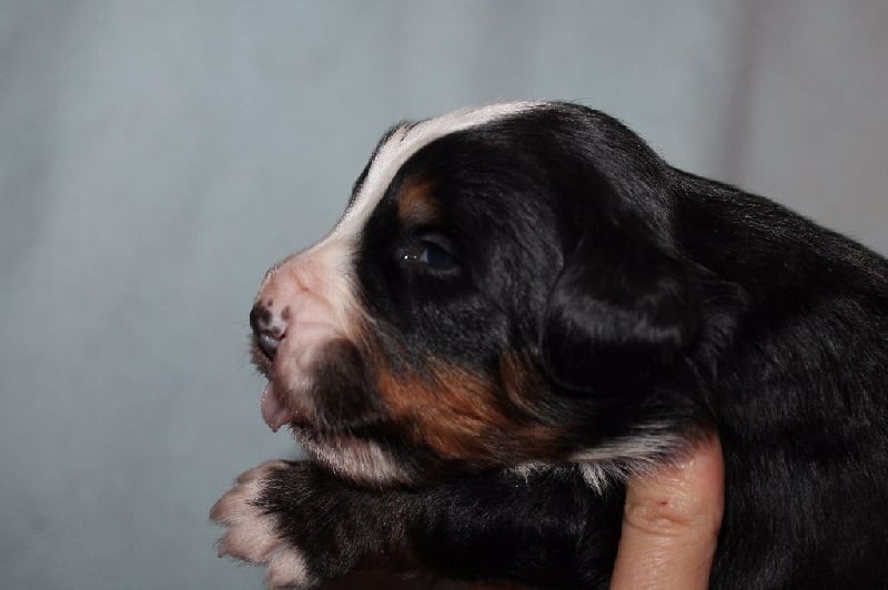 Du Clos De La Petite Bergere - Chiots disponibles - Bouvier Bernois