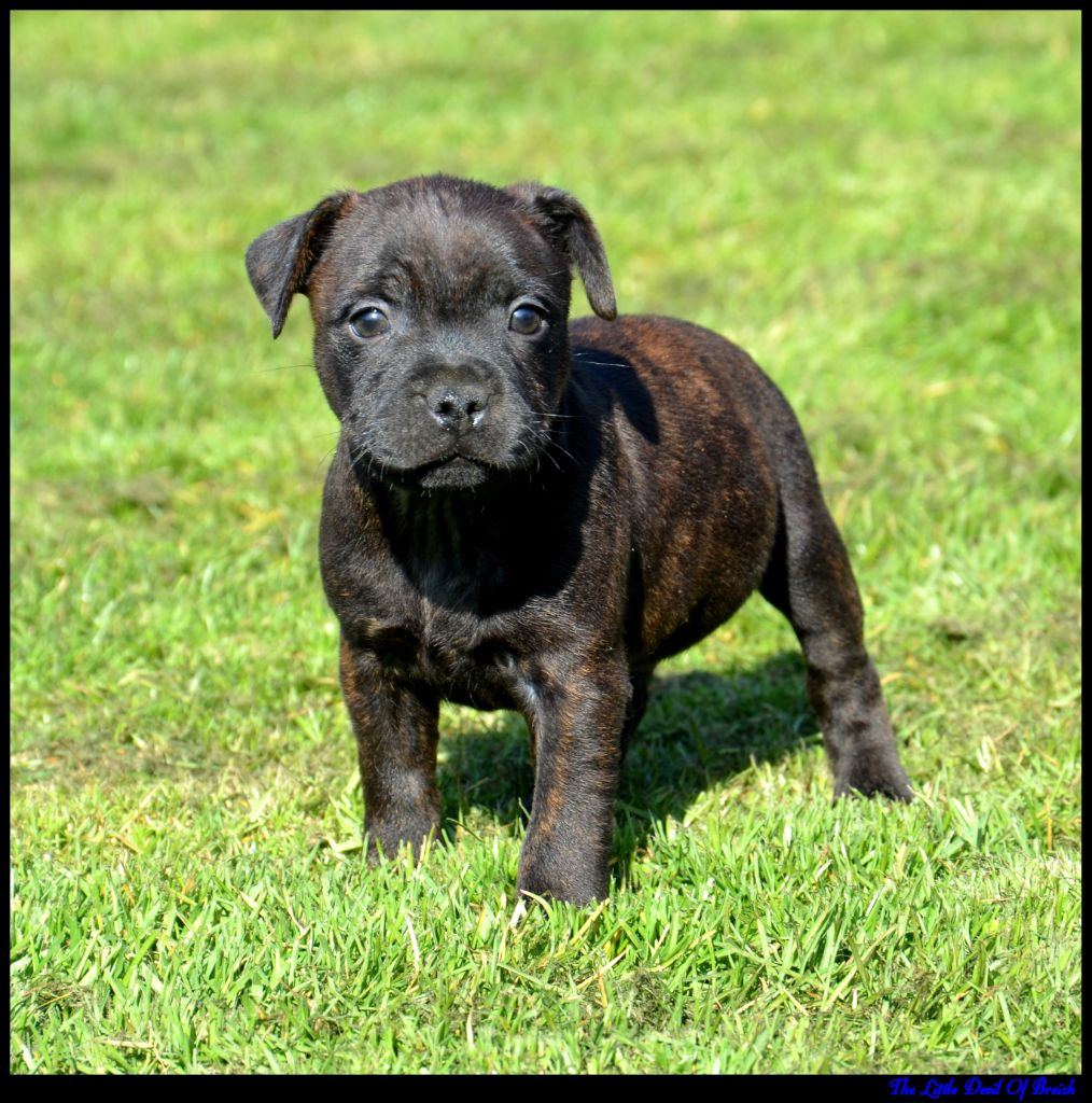 The Little Devil Of Breizh - Chiots disponibles - Staffordshire Bull Terrier