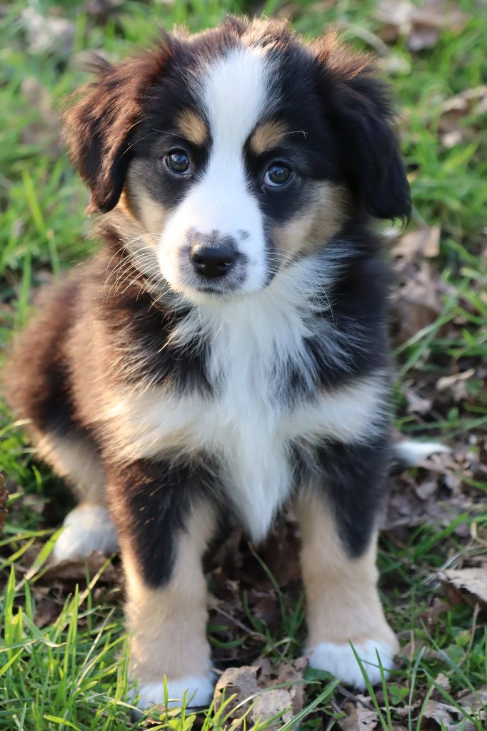 Des bonnes bouilles - Chiots disponibles - Berger Américain Miniature 