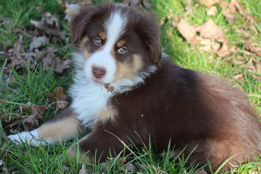 Des bonnes bouilles - Chiots disponibles - Berger Américain Miniature 