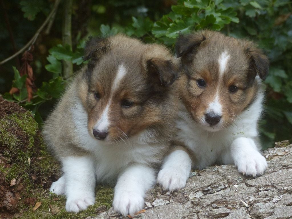 Chiot Shetland Sheepdog Des bonnes bouilles