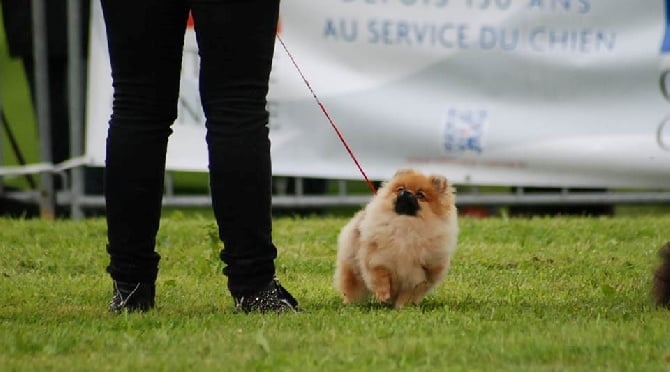 Des Hauts De Montlas - Exposition Aurillac 13.07.2014 CACS