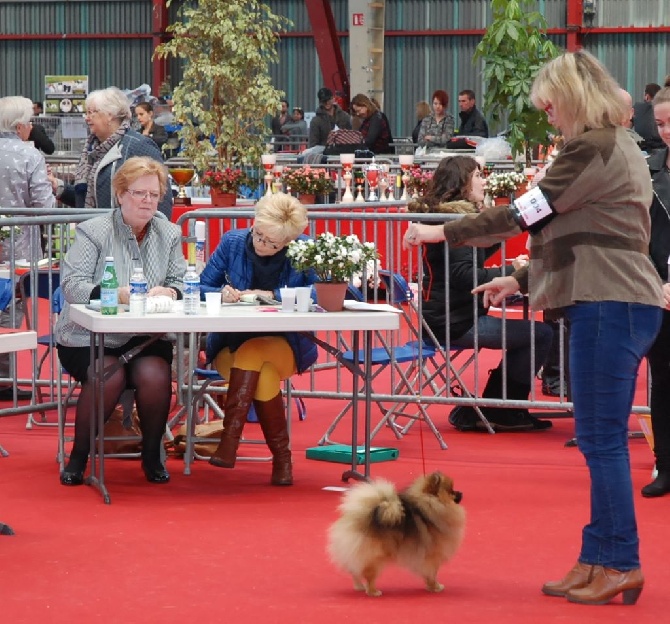 Des Hauts De Montlas - Exposition Internationale de Limoges CACS/CACIB Spéciale de Race 12.04