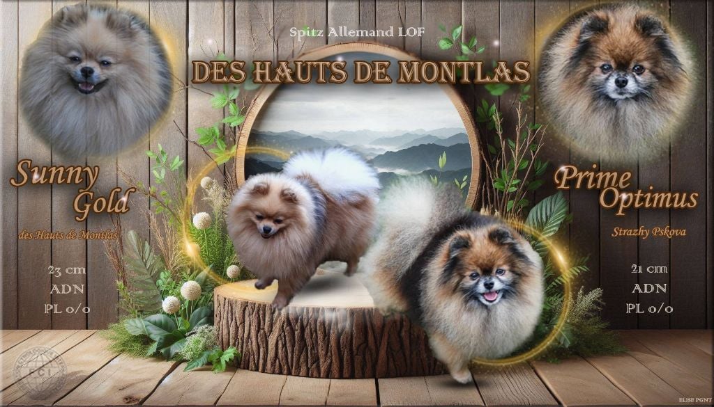 Chiot Spitz allemand Des Hauts De Montlas