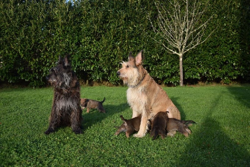 Chiot Berger de Picardie Des Falaises D'fort Les Bans