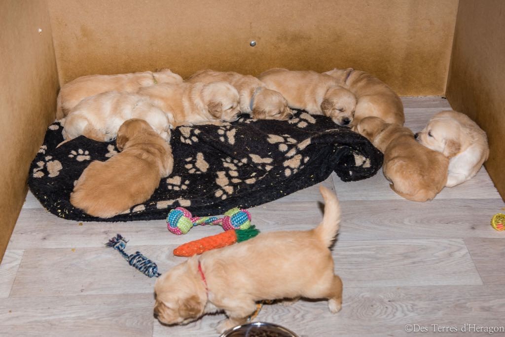 Des Terres D'heragon - Golden Retriever - Portée née le 22/06/2019