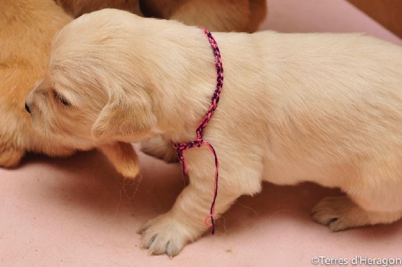 Des Terres D'heragon - Golden Retriever - Portée née le 26/01/2016