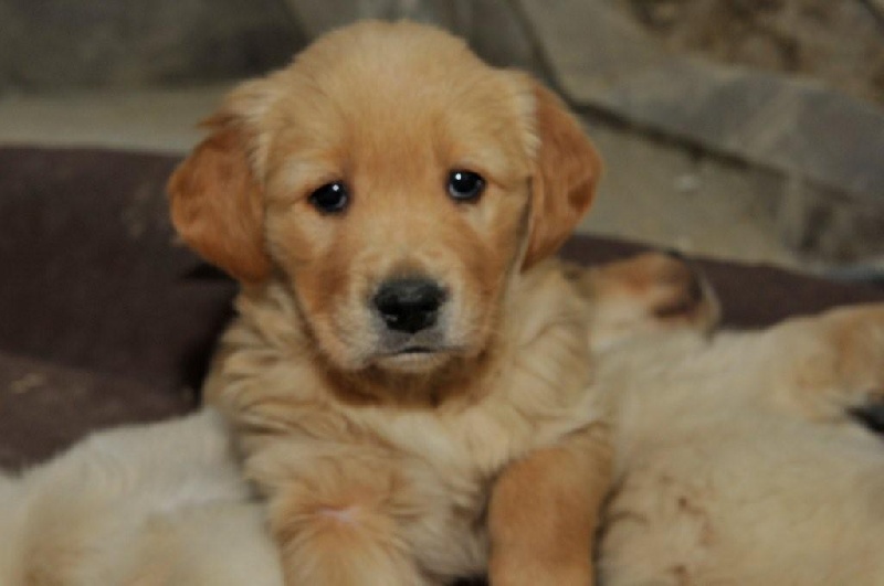 Des Terres D'heragon - Golden Retriever - Portée née le 09/11/2012