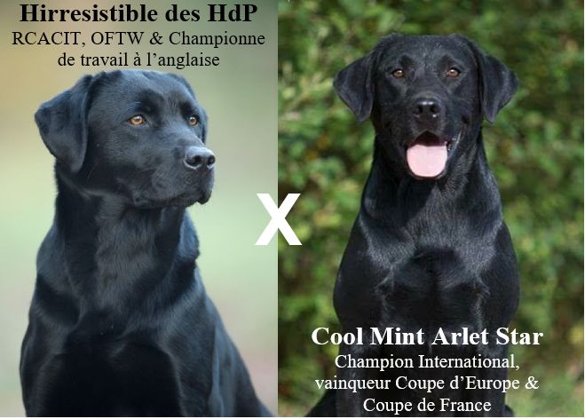 Chiot Labrador Retriever Des Héritiers De Pitch